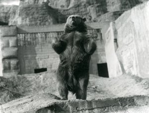 Un ours brun se tient debout sur ses pattes arrière, Mappin Terraces, Zoo de Londres, août 1921